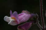 Eustis Lake beardtongue